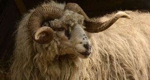 Der Tierpark Niederfischbach lädt ein zum „Wollfest“