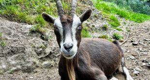 Weltkindertag im Tierpark Niederfischbach