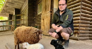Nachwuchs im Tierpark Niederfischbach: Erste Ouessantschaf-Böckchen des Jahres geboren